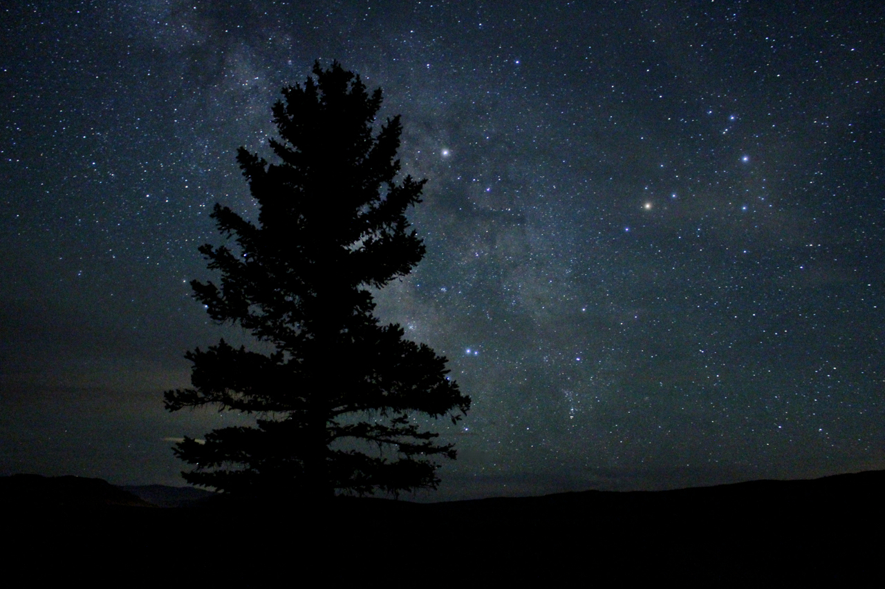 pine tree and starry sky