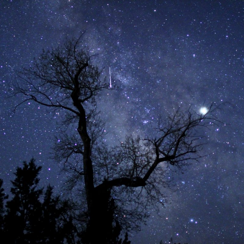 silhouetted tree against a field of stars in the sky