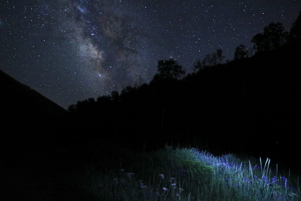 blue flowers lit by a flashlight under the milky way
