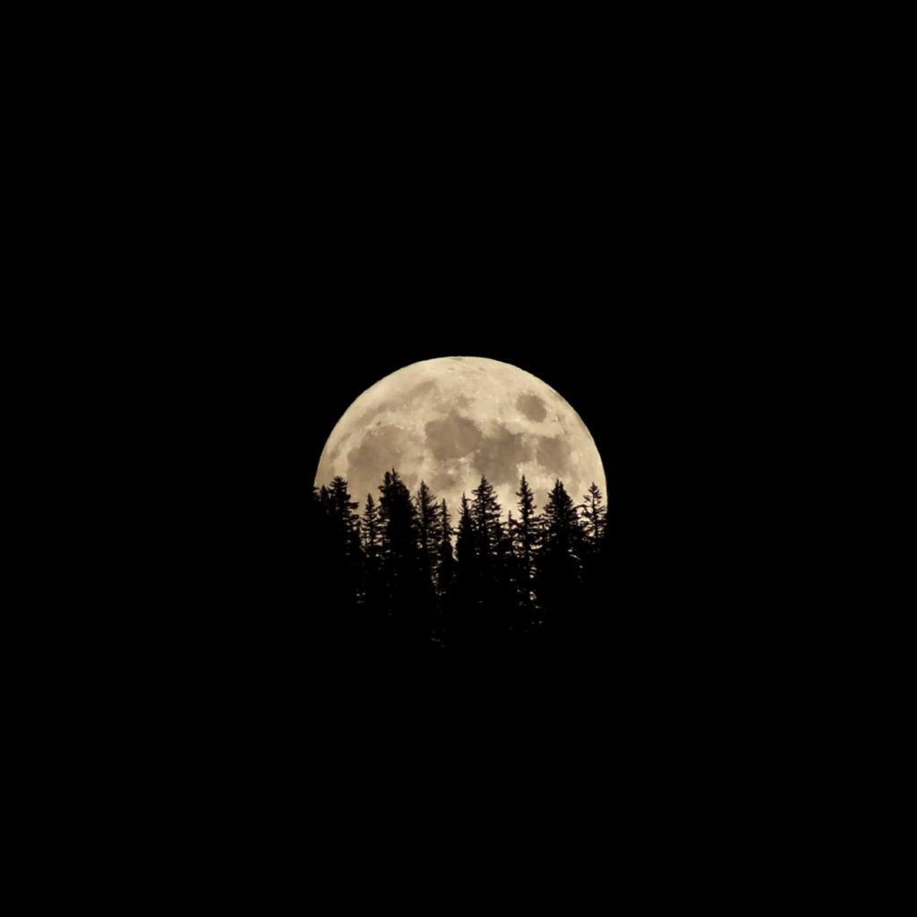 full moon behind silhouetted pine trees
