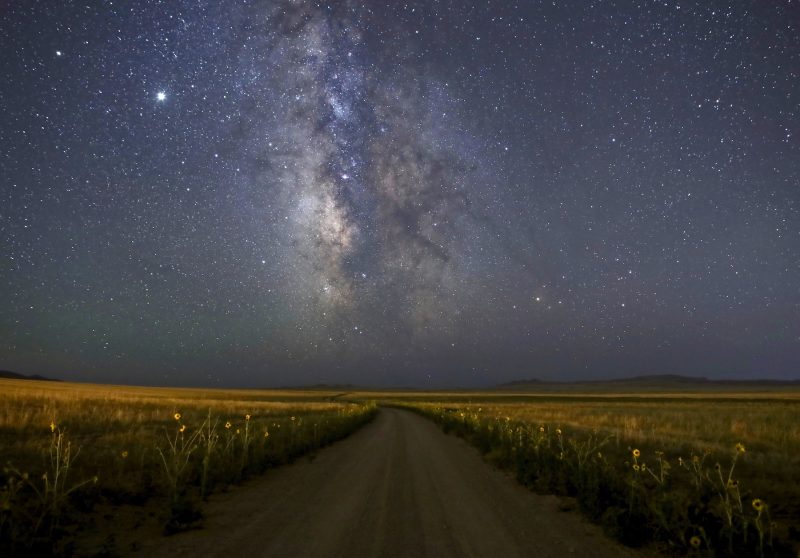 a starry sky above a dirt road and a field of sunflowers at night